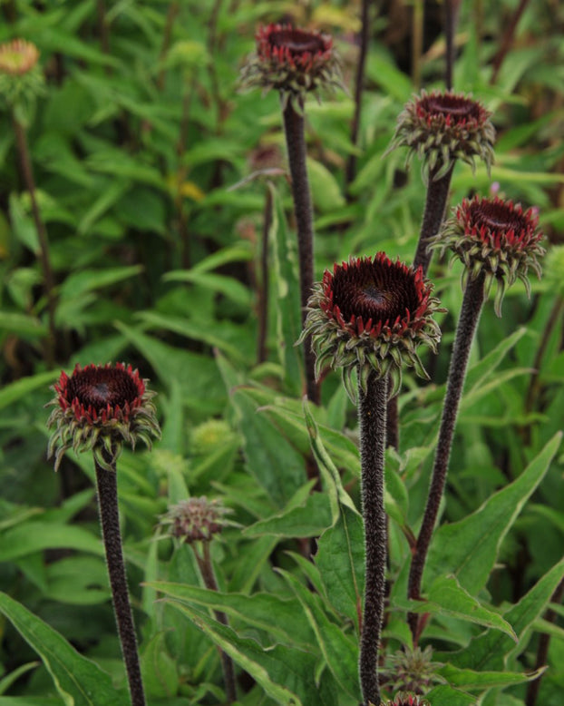 Echinacea 'Fatal Attraction'