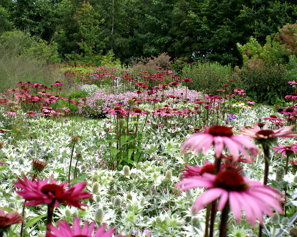 Echinacea 'Fatal Attraction'