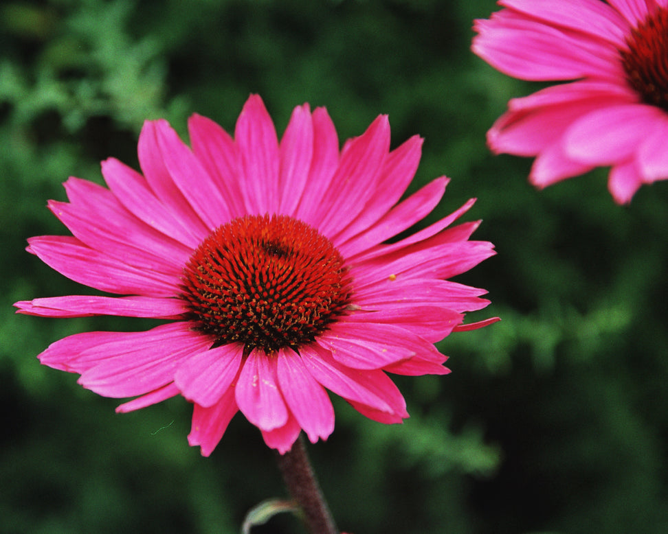 Echinacea 'Fatal Attraction'