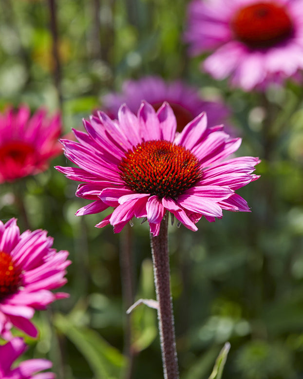 Echinacea 'Fatal Attraction'