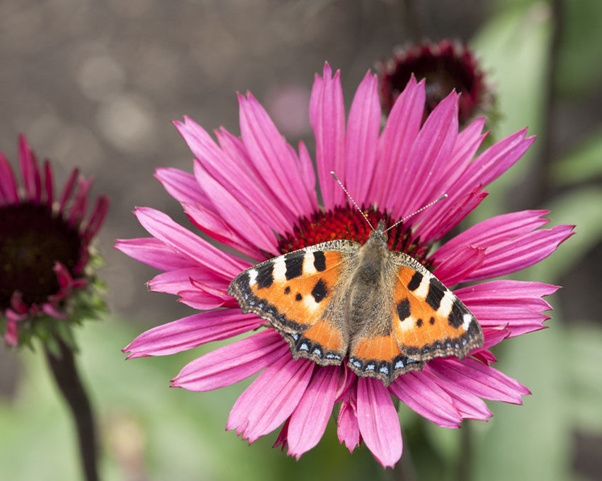 Echinacea 'Fatal Attraction'