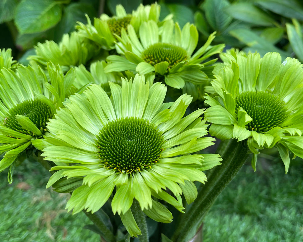 Echinacea 'Green Jewel'
