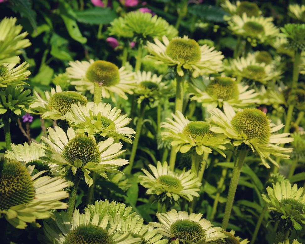 Echinacea 'Green Jewel'