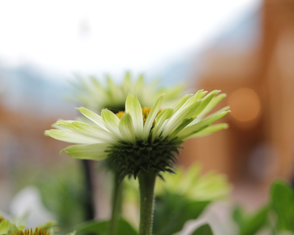 Echinacea 'Green Jewel'