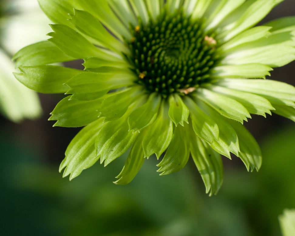 Echinacea 'Green Jewel'