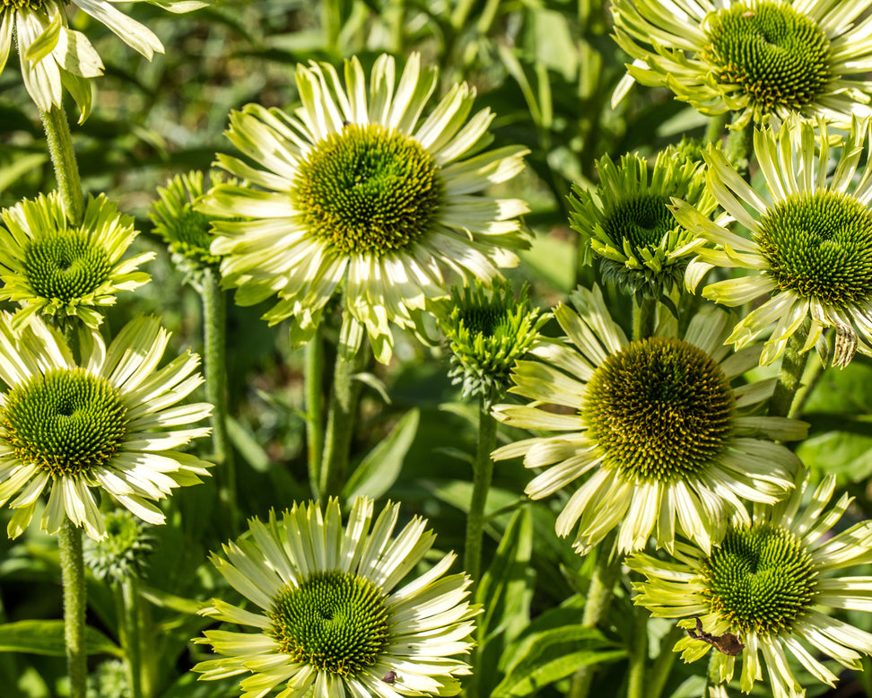 Echinacea 'Green Jewel'
