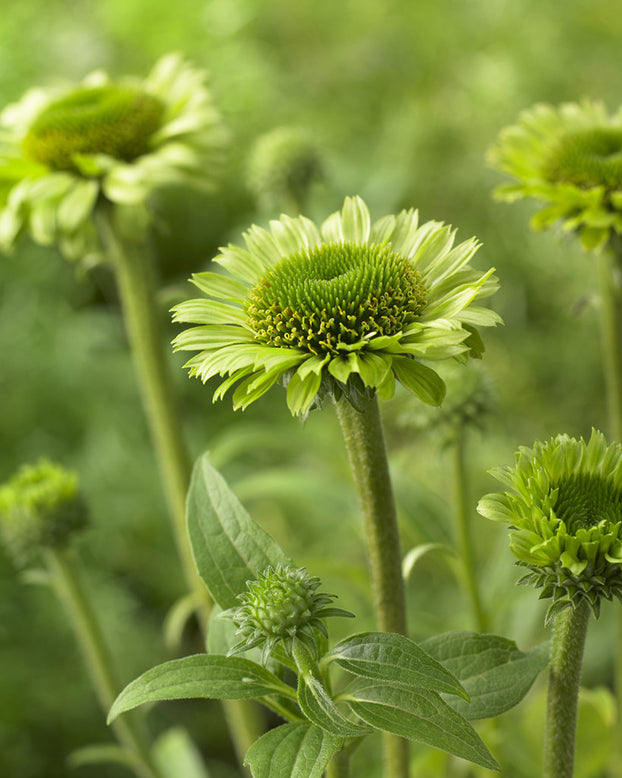 Echinacea 'Green Jewel'