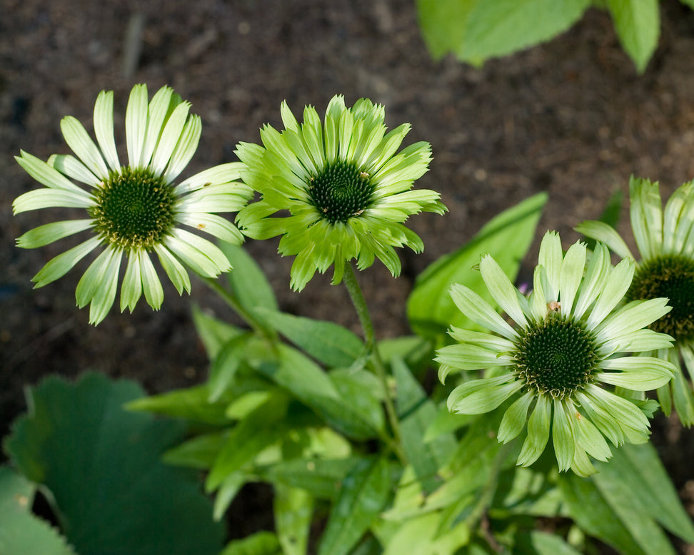 Echinacea 'Green Jewel'