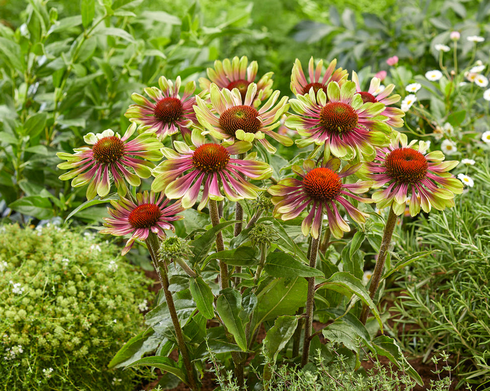 Echinacea 'Green Twister'