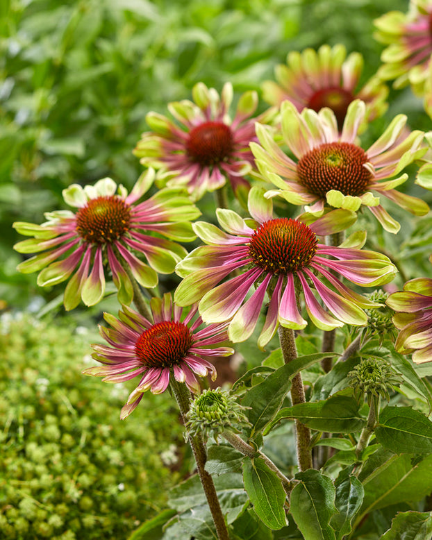 Echinacea 'Green Twister'