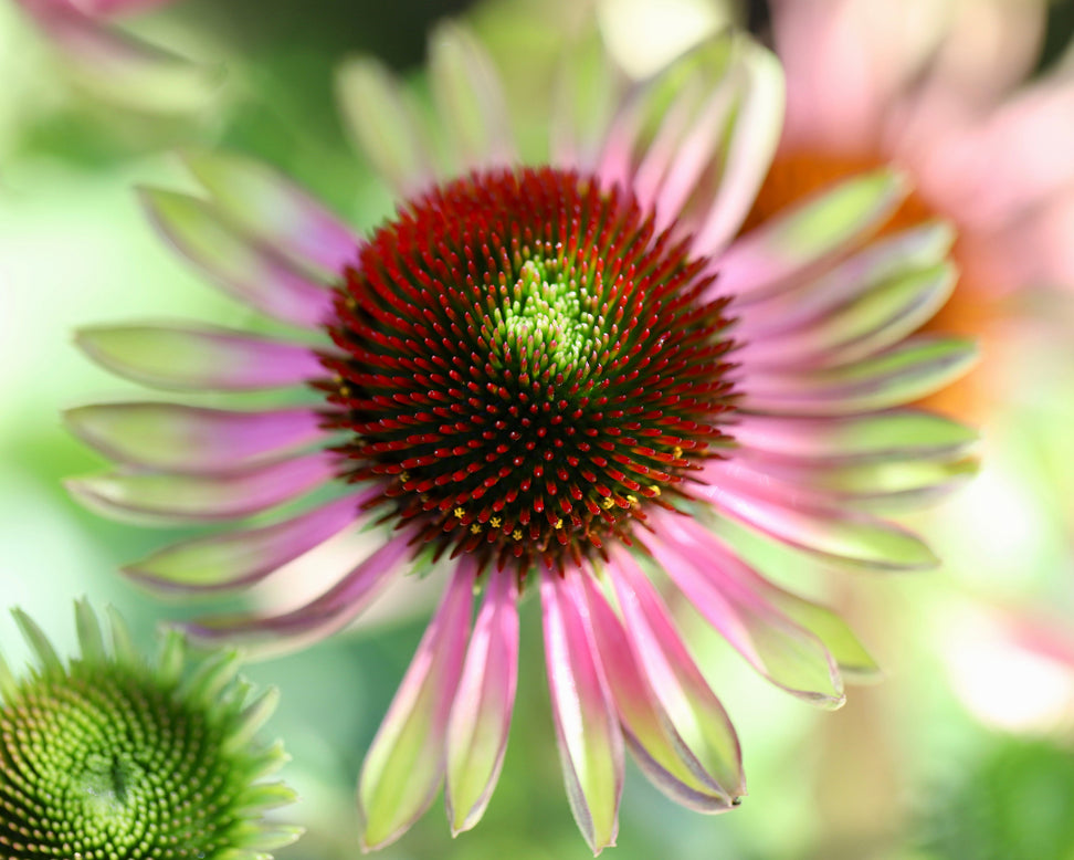 Echinacea 'Green Twister'