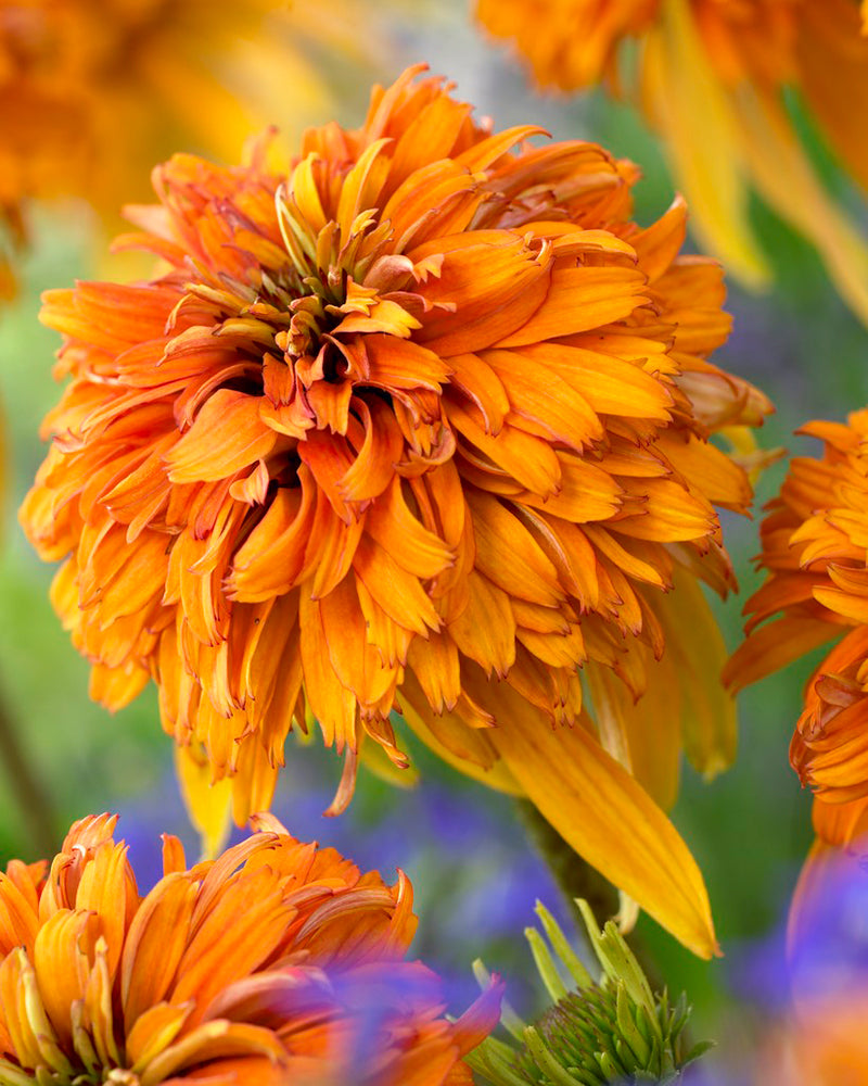 echinacea marmalade seeds Echinacea 'Marmalade' (Cone-fections Series™) bare roots