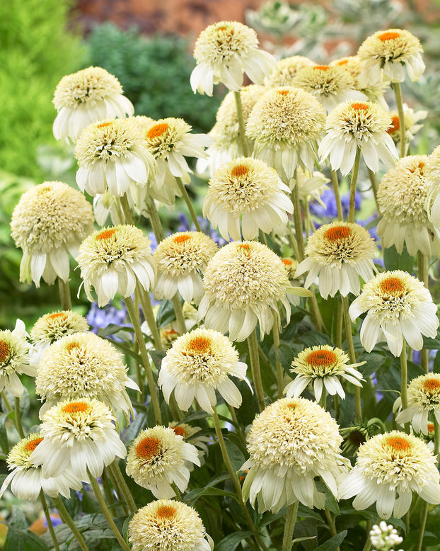 Echinacea 'Milkshake'