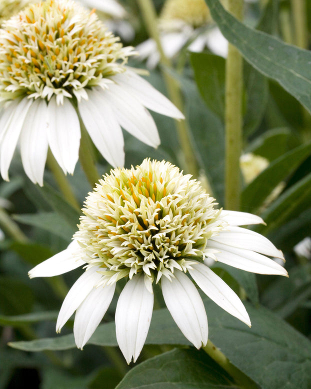 Echinacea 'Milkshake'