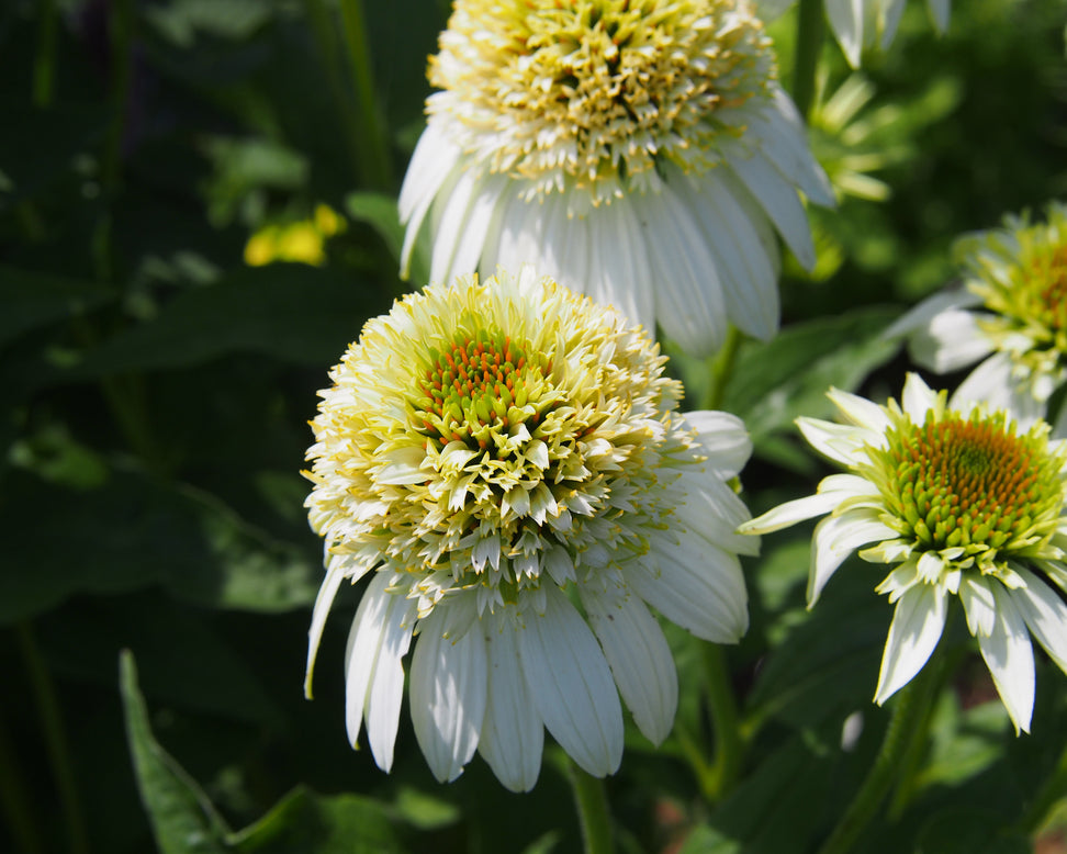 Echinacea 'Milkshake'