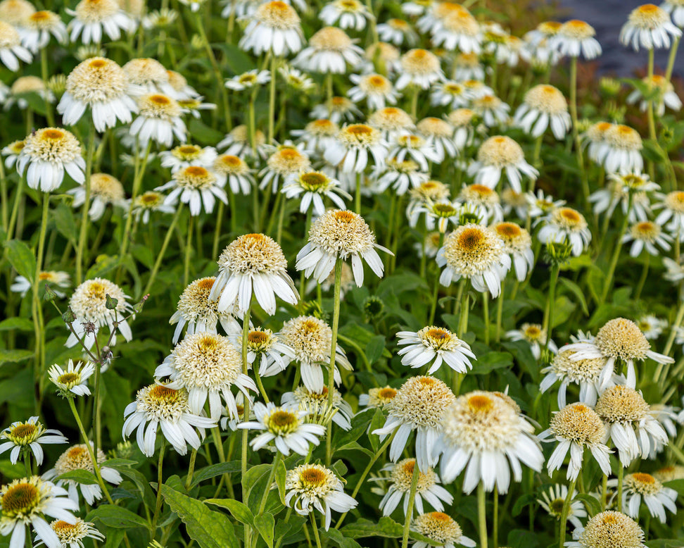 Echinacea 'Milkshake'