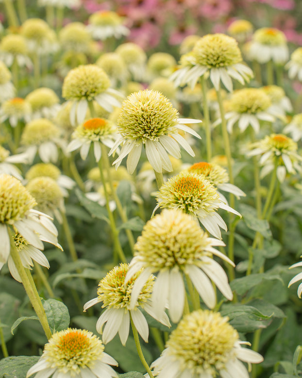 Echinacea 'Milkshake'