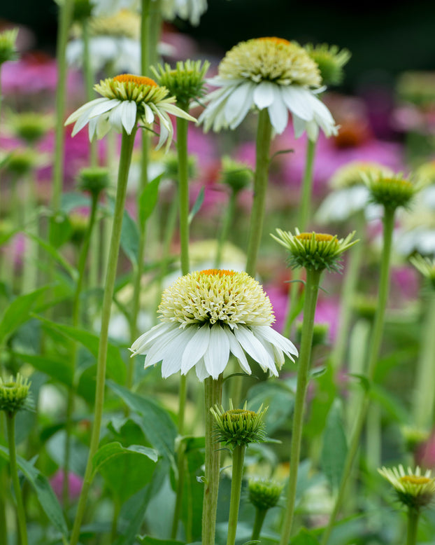 Echinacea 'Milkshake'
