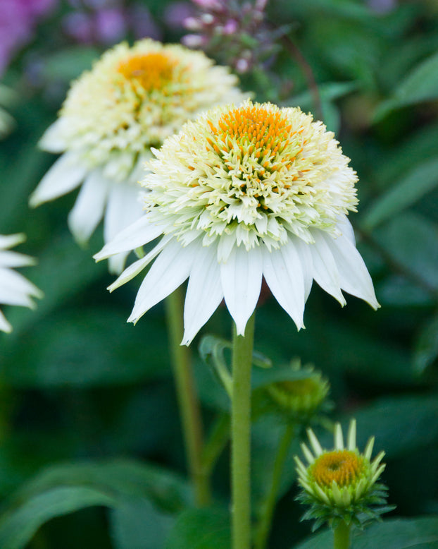 Echinacea 'Milkshake'