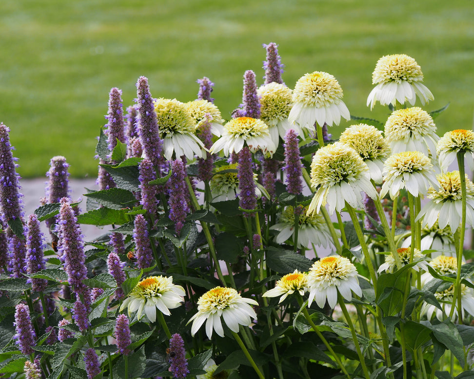 Echinacea 'Milkshake'