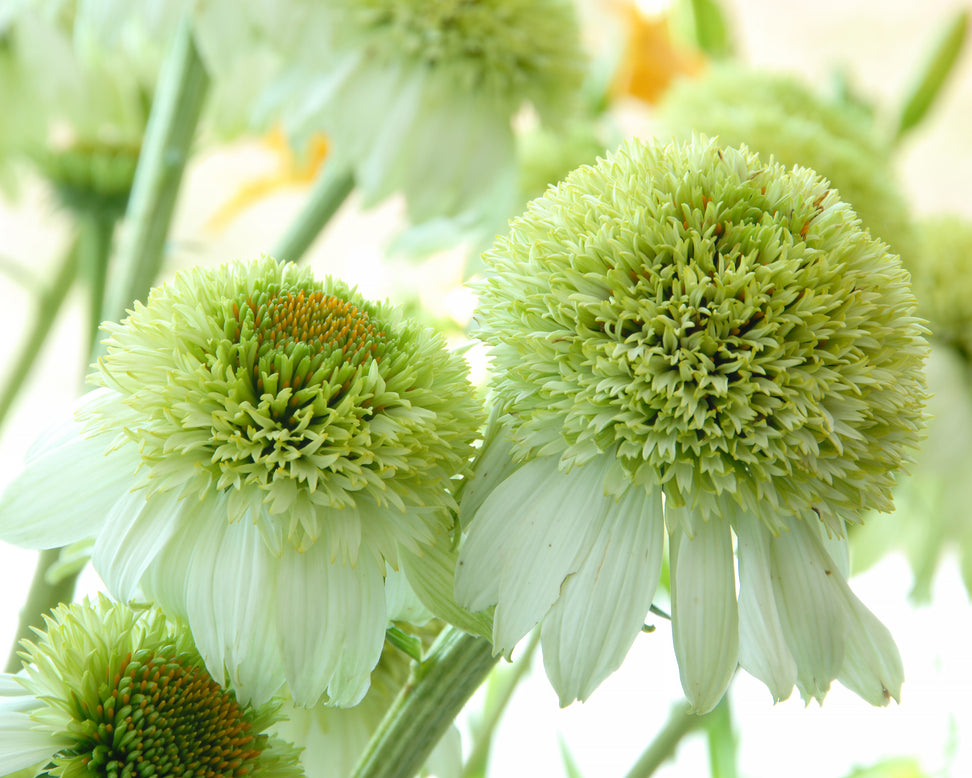Echinacea 'Milkshake'