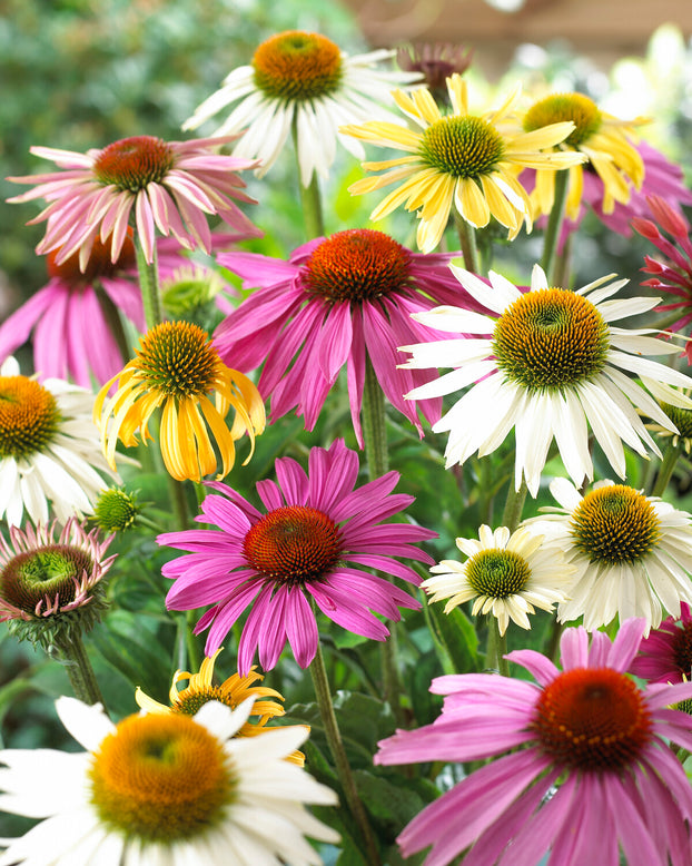 Echinacea 'Papillon Mix'