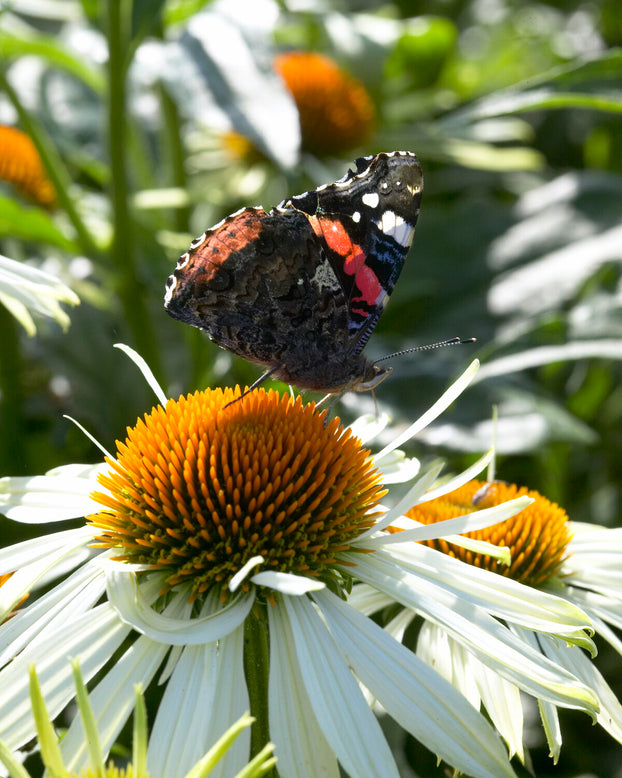 Echinacea 'Papillon Mix'