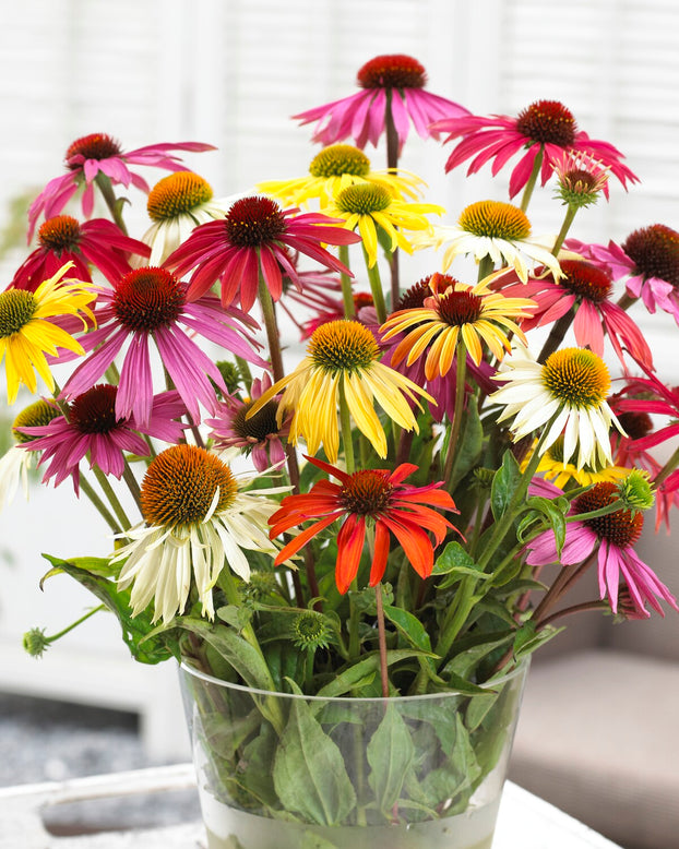 Echinacea 'Papillon Mix'