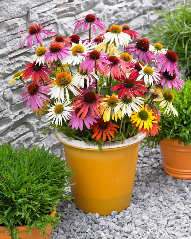 Echinacea 'Papillon Mix'