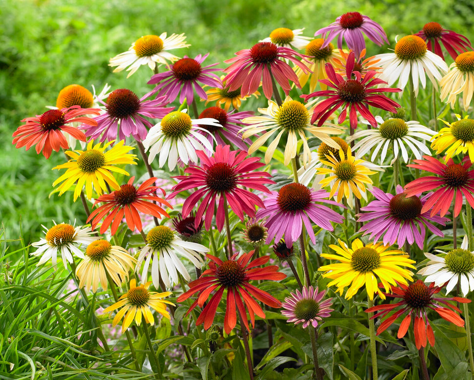 Echinacea 'Papillon Mix'
