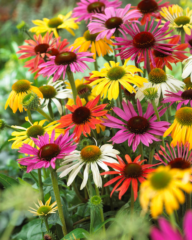 Echinacea 'Papillon Mix'