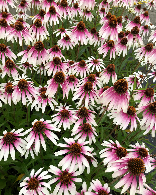 Echinacea 'Pretty Parasols'