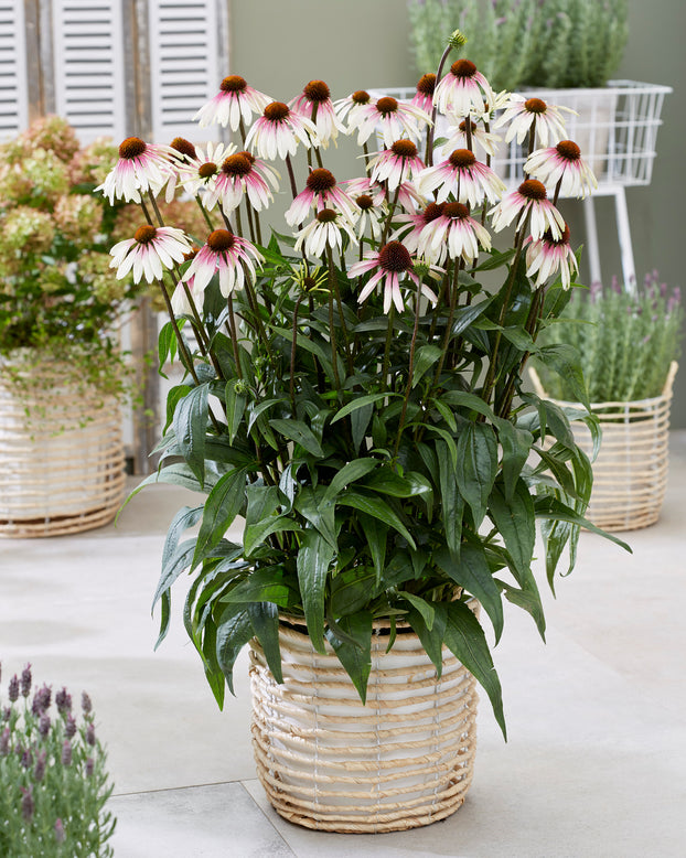 Echinacea 'Pretty Parasols'