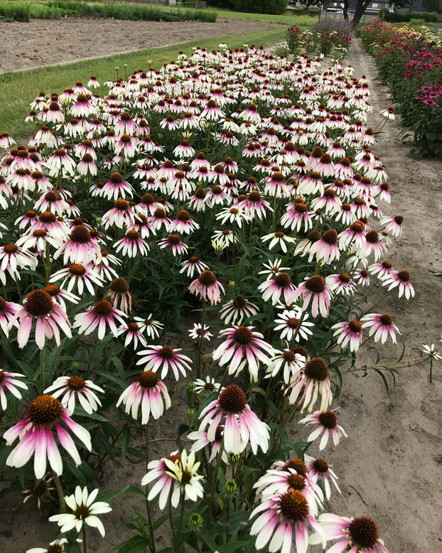 Echinacea 'Pretty Parasols'