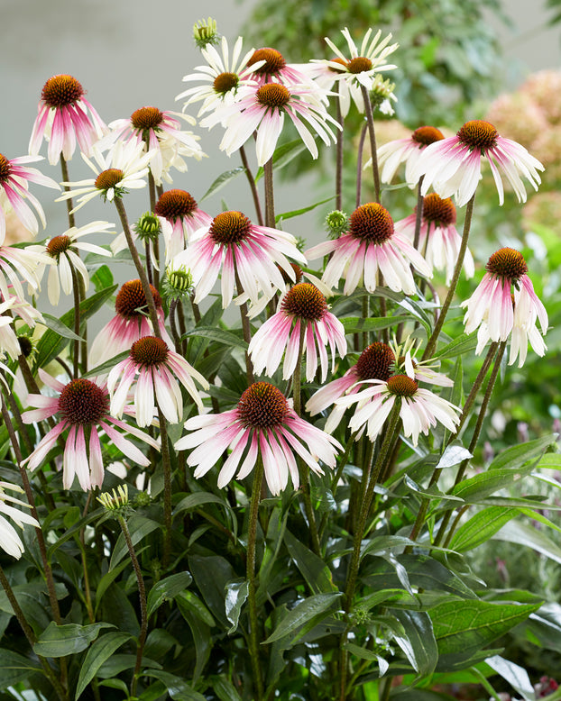 Echinacea 'Pretty Parasols'