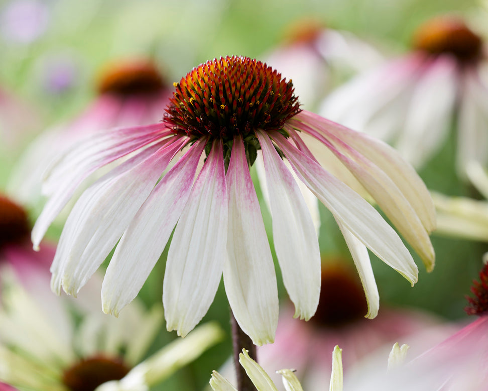 Echinacea 'Pretty Parasols'