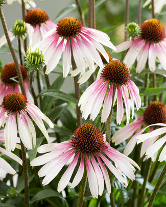 Echinacea 'Pretty Parasols' Echinacea 'Pretty Parasols'