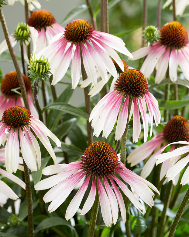 Echinacea 'Pretty Parasols'