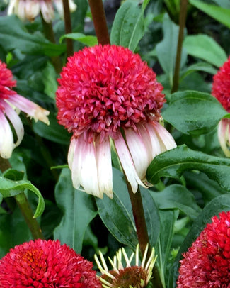 Echinacea 'Strawberry & Cream' Echinacea 'Strawberry & Cream'