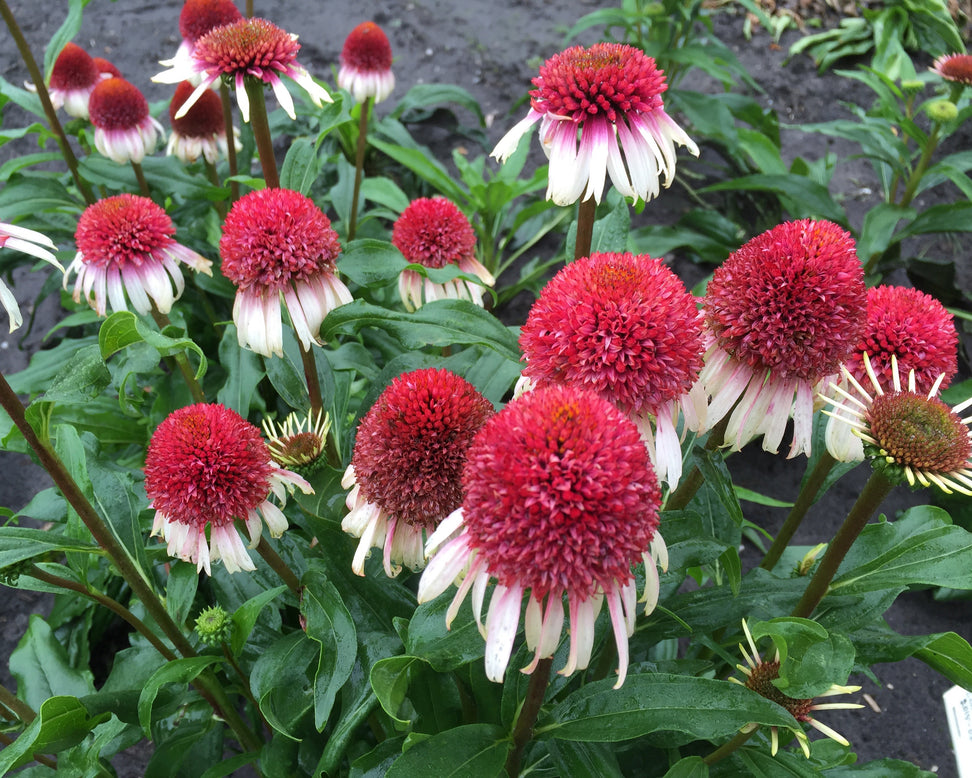 Echinacea 'Strawberry & Cream'