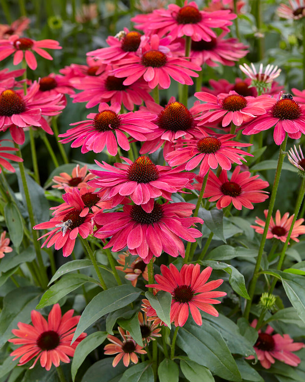 Echinacea 'Sweet Meadow Mama'