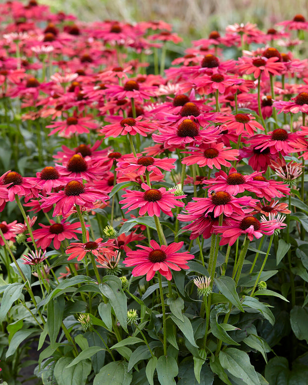 Echinacea 'Sweet Meadow Mama'