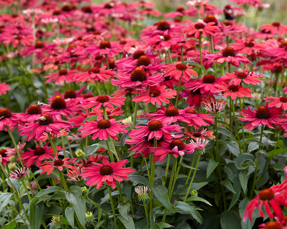 Echinacea 'Sweet Meadow Mama'