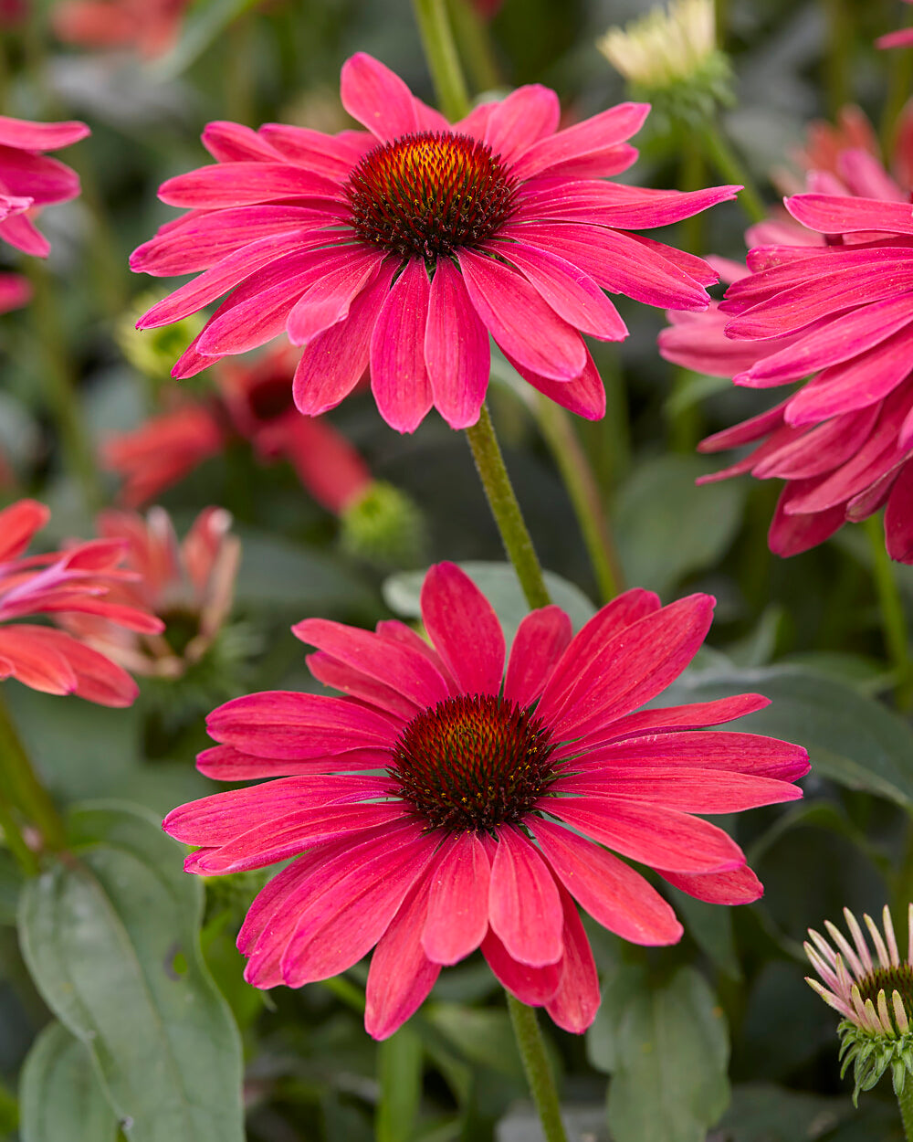 Echinacea 'Sweet Meadow Mama' bare roots — Buy coral pink ...