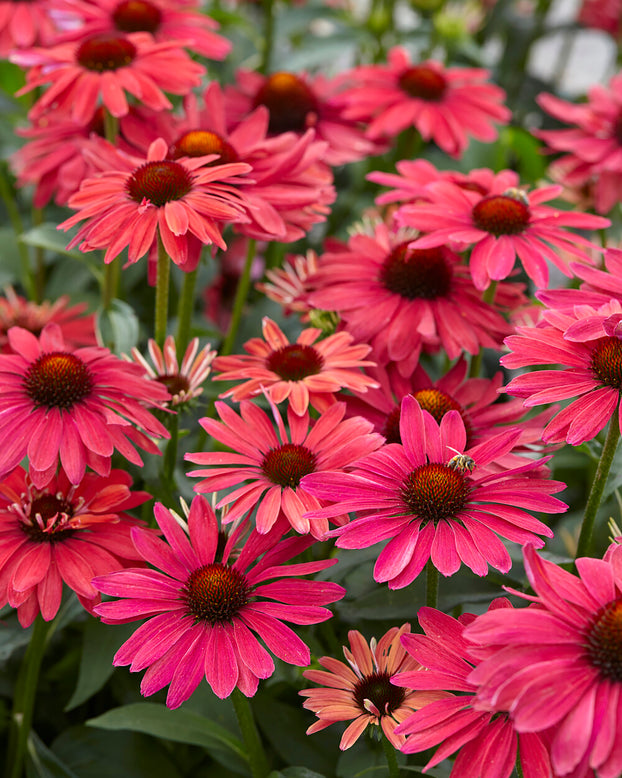 Echinacea 'Sweet Meadow Mama'