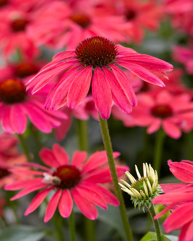Echinacea 'Sweet Meadow Mama'