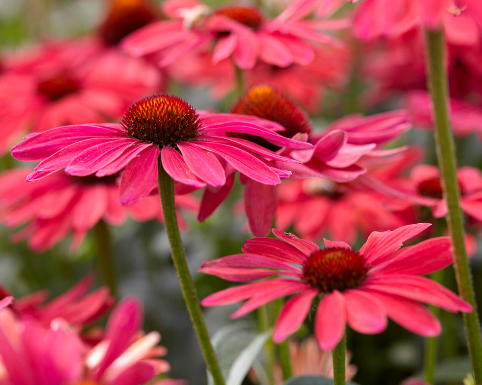Echinacea 'Sweet Meadow Mama'