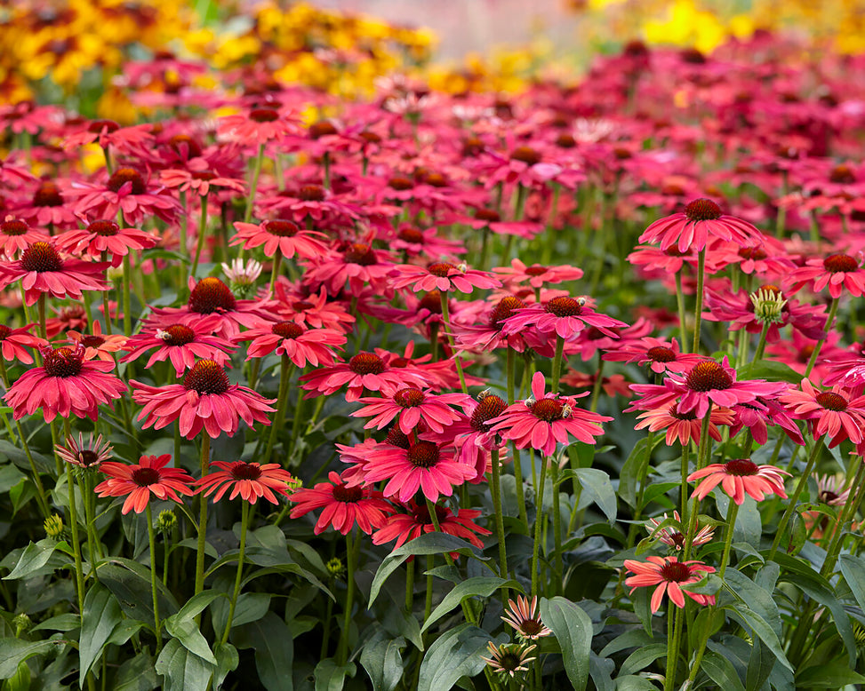 Echinacea 'Sweet Meadow Mama'