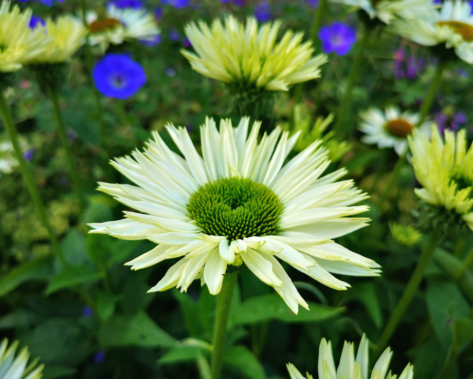 Echinacea 'Virgin'