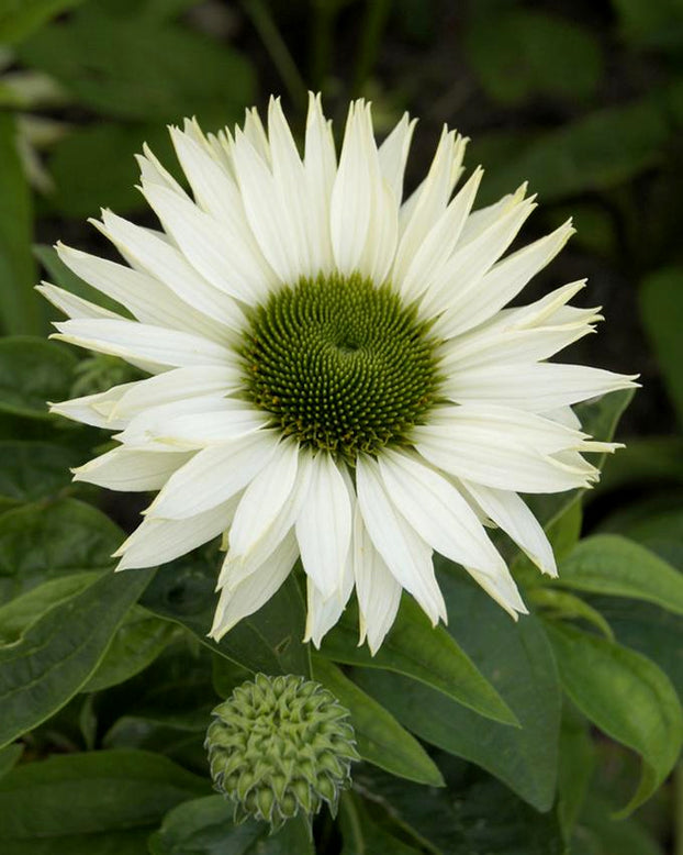 Echinacea 'Virgin'